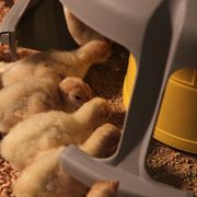 Системы кормления для птицеферм фото