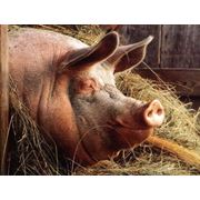 Комбикорма КК-55 для откорма свиней до жирных кондиций фото