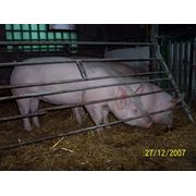 Свиньи племенные пород Канадский Ландрас и Йоркшир фото
