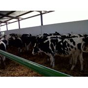 Нетели породы Holstein-Frisian оптом от 30 голов