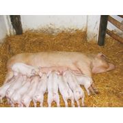 Свиноматки Ландрас (Landrace) оптом от 100 голов фотография