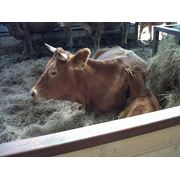 Нетели породу Limousin оптом от 10 голов фотография
