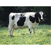 Молочные коровы фотография