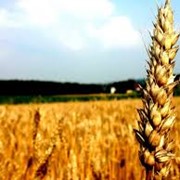 Семена озимой пшеницы Нота ( элита )