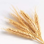 Закупка, Пшеницы твердой , Украина