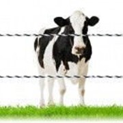 Электропастух для молочных КРС+Телята на 1 Га (полный комплект) фото