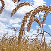 Пшениця озима НОТА фото