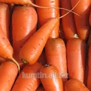 Морковь сладкая фото