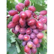 Саженцы винограда столового фото