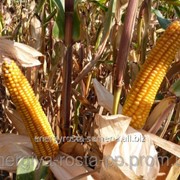 Гибрид кукурузы Mas 23.K фотография