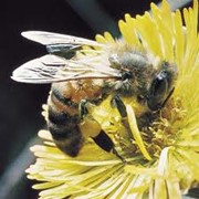 Продукция пчеловодства фото