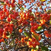 Яблоки мелкоплодные фото