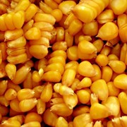 Фураж кукуруза
