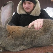 Продажа Племенных Кролики-Гиганты породы ФЛАНДР