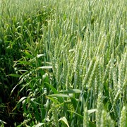 Семена Озимой Аналог пшеницы