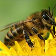 Пчелопакеты пчел Карпатка и Кавказянка фото