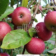 Яблоки сорта Фуджи (fuji) оптом 250 тонн