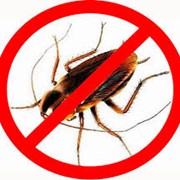 Услуги по уничтожению таракана