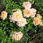 Саженцы роз чайно-гибридные фотография