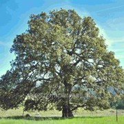 Дуб Quercus palustris Isabel 120 – 140 фото