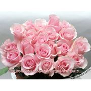 Доставка цветов, розы 25 роз - 1500р (акция) фото