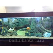 Обслуживание аквариумов в Кемерово фото