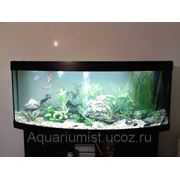 Обслуживание любых аквариумов г.Москва фото