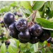 Арония (черноплодная рябина) плоды сушеные фото