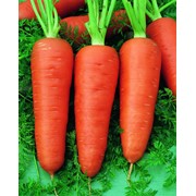 Семена моркови Шантино, Шантанэ роял фотография