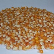 Кукуруза для попкорна, США фото