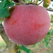 Саженцы яблонь сорт Аскольда фото