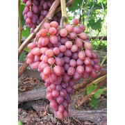 Саженци винограда столового Кишмыш Лучистый