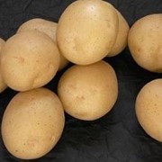 Продовольственный семенной картофель фото