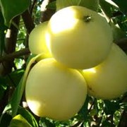 Яблоки летние фотография