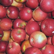 Саженцы яблонь, Айдаред фото