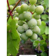 Виноград столовых сортов фото