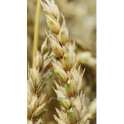Семена пшеницы мягкой яровой, сорт Каликсо (Calixo)