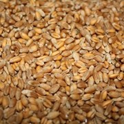 Пшеница фуражная оптом в Казахстане фото