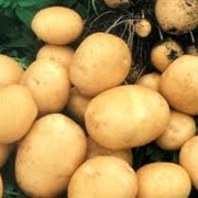 Овощи:картофель