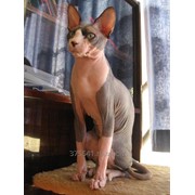 Sphynx cats for sale фото