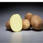Картофель семенной пр-во Голландия сорт Paramount фото