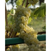 Виноград Йоханнитер ранний, плодовый Vitis vinifera высота 30-40см фотография