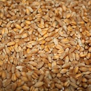 Зерно фуражное Пшеница фото