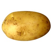 Картофель на посадку, купить картофель посадочный, Тернополь, столовый картофель, картошка