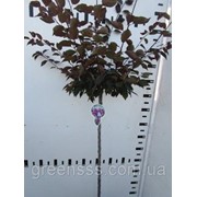 Декоративная слива, гибрид -- Prunus cer blireana