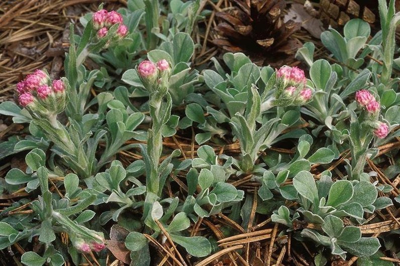 Фото цветов кошачьи лапки Кошачья лапка двудомная (Antennaria dioica) в Орехово-Зуево (Кошачья лапка двудо
