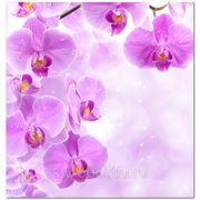 Фотообои Орхидеи фото