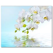Фотообои Веточка орхидеи фото