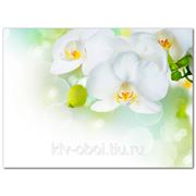Фотообои Белая орхидея фото