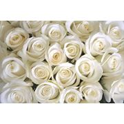 Фотообои Букет белых роз фото